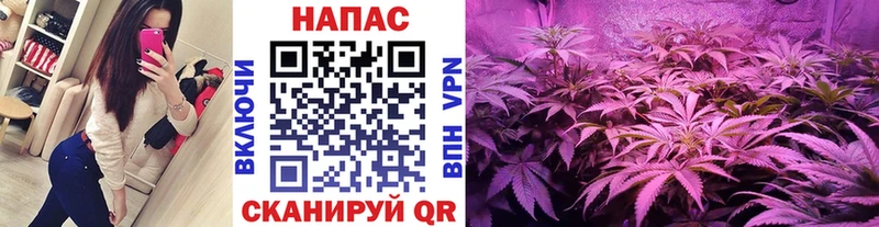 Конопля индика Александров